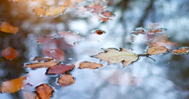 Autumn leafs in water