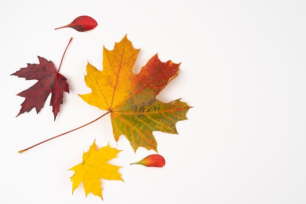 Autumn leaves arrangement on white background. Fallen concept. Flat lay, top view, autumn leaves