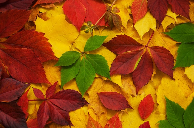 Autumn leaves as a background