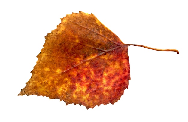 Autumn leaves of aspen isolated Autumn populus tremula leaf isolated