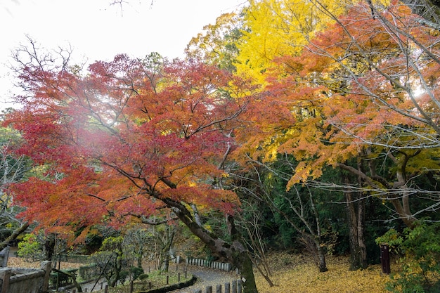 autumn leaves in autumn season Japan