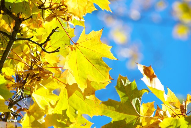 Autumn leaves background in a sunny day