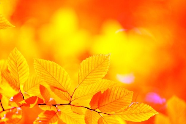 Autumn leaves background in sunny day