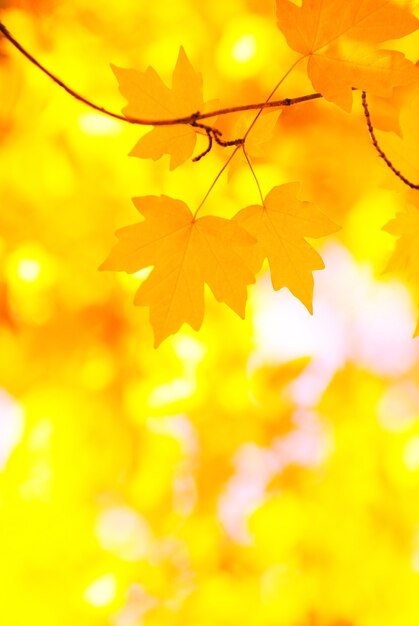 Autumn leaves background in sunny day