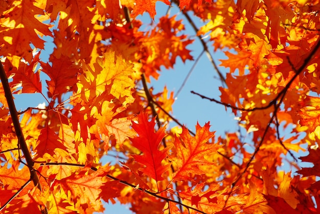 Autumn leaves background in sunny day