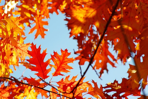 Autumn leaves background in sunny day