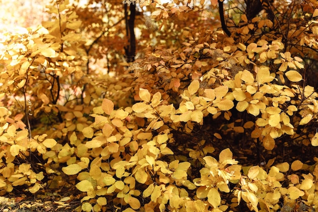 Autumn leaves background tree branch with leaves