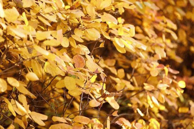 Autumn leaves background tree branch with leaves