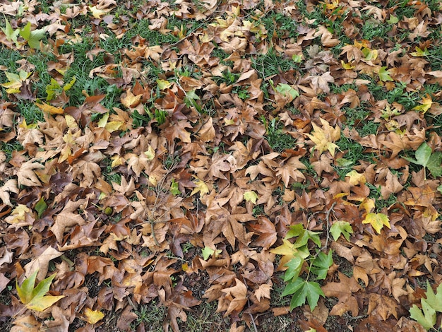 Autumn leaves background