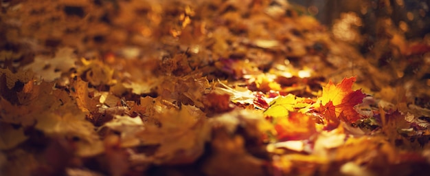 Autumn leaves background