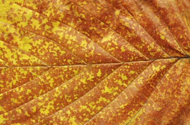 Autumn leaves background