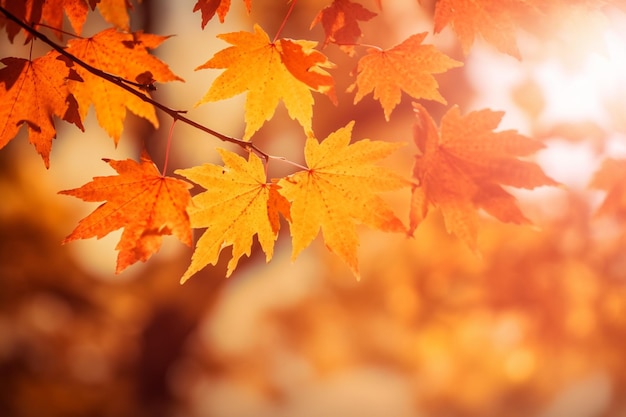 Autumn leaves on a branch with the sun shining through them