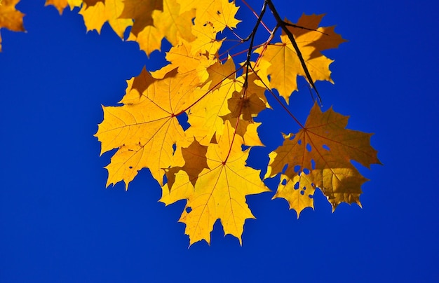 Autumn leaves on the branches