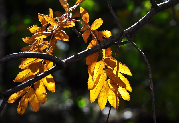 Autumn leaves on the branches