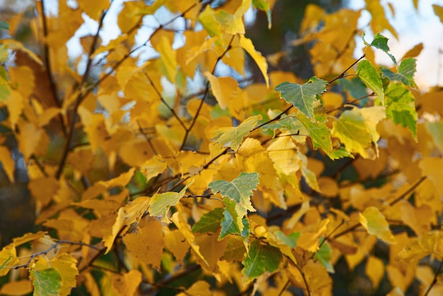 Autumn leaves close up in the forest Autumn background