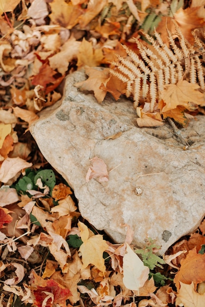 Autumn leaves close-up lie on the ground in the park autumn landscape