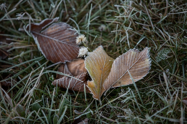 Autumn leaves close-up, natural background