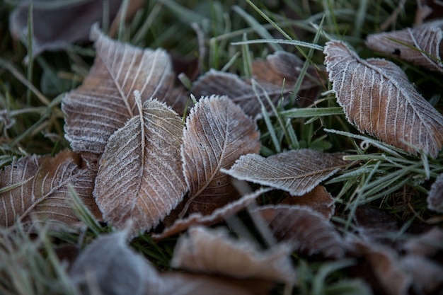 Autumn leaves close-up, natural background