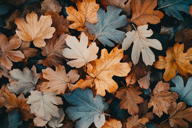 Autumn leaves close up photography