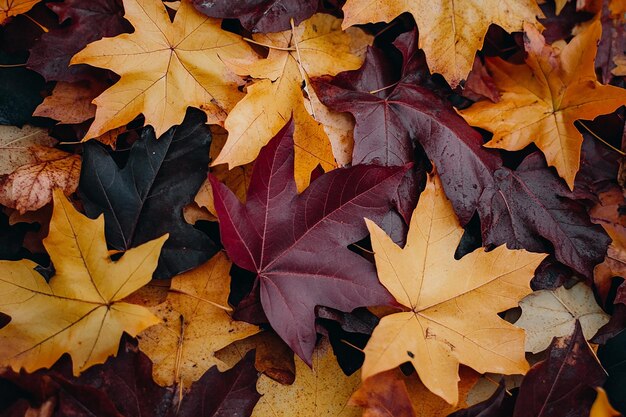 Autumn leaves close up photography