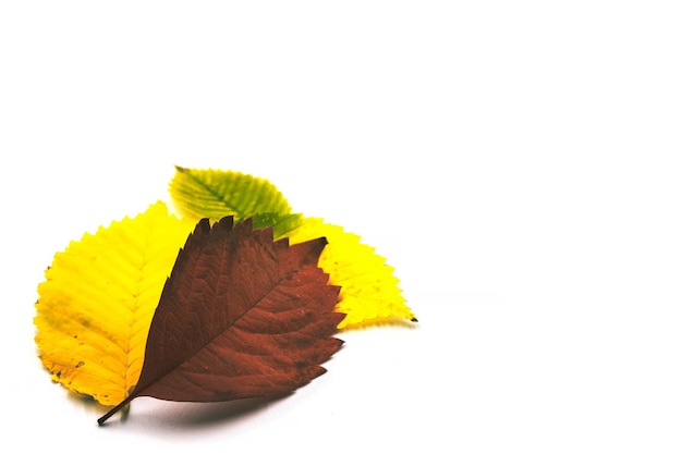 Autumn leaves closeup on a white background