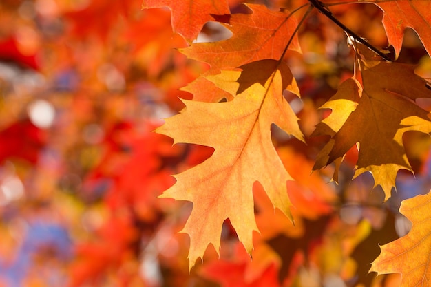 Autumn leaves Colorful foliage in the park Fall season concept maple leaves with blurry blue background