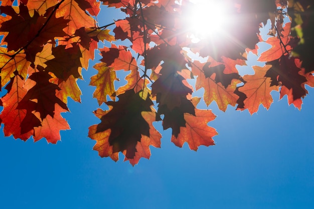 Autumn leaves Colorful foliage in the park Fall season concept maple leaves with blurry blue background