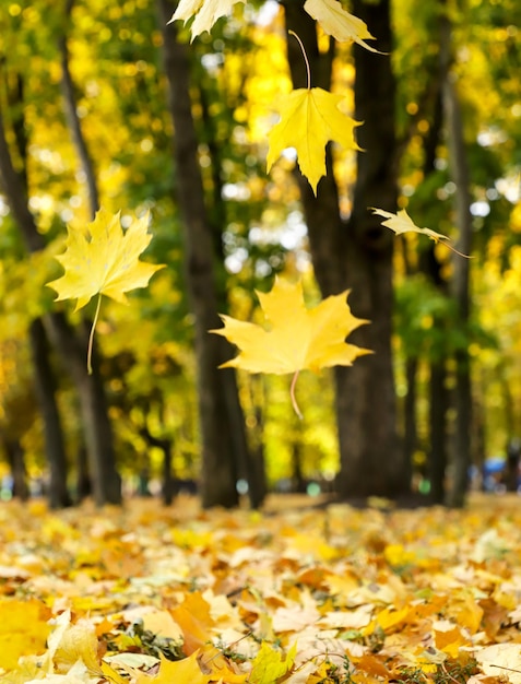 Autumn leaves falling on the background of trees Natural background