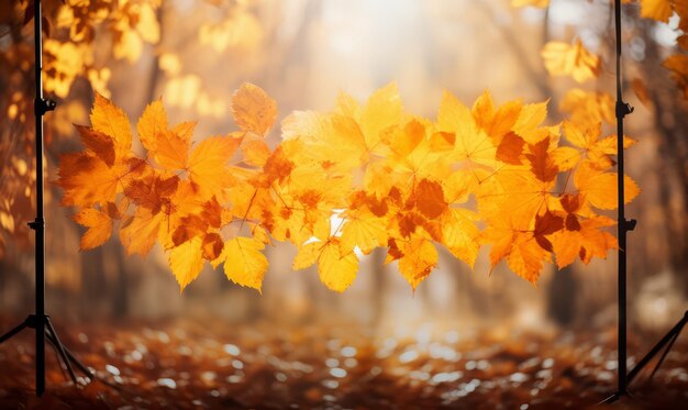 autumn leaves in field with a beautiful afternoon light behind