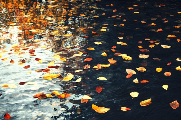 Photo autumn leaves floating on a dark water