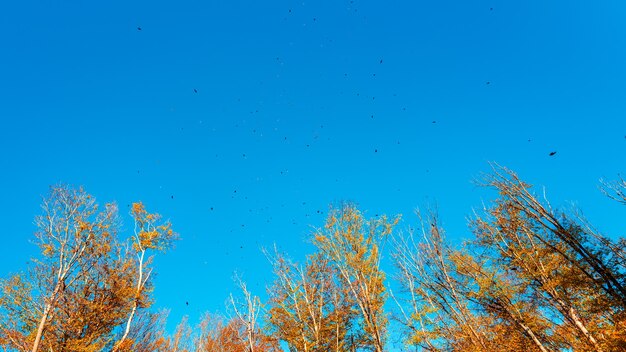 Autumn leaves flying in the wind