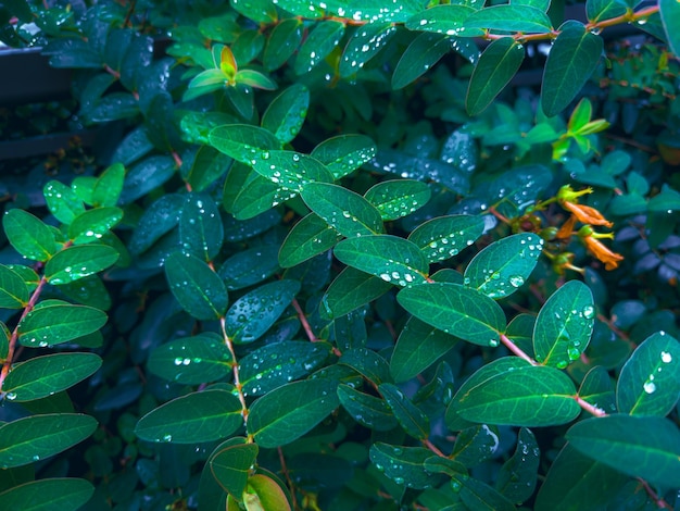 autumn leaves in the forest, nature