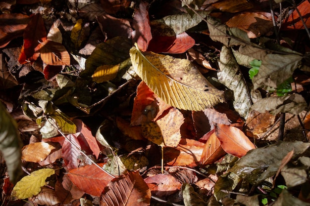 Autumn leaves in the forest