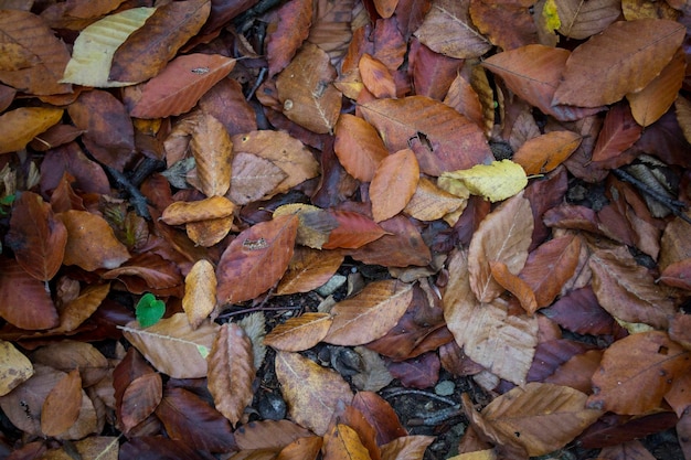 Autumn leaves in the forest