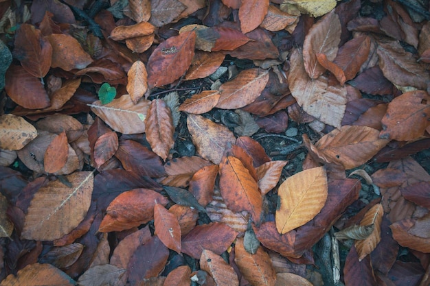 Autumn leaves in the forest