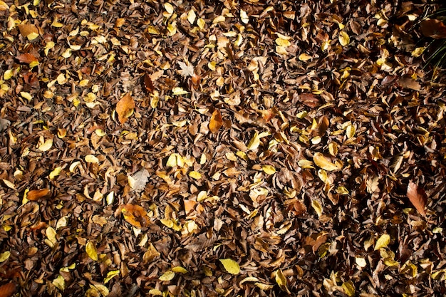 Autumn leaves in the forest