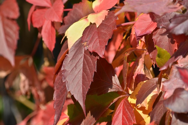 Autumn leaves grapes