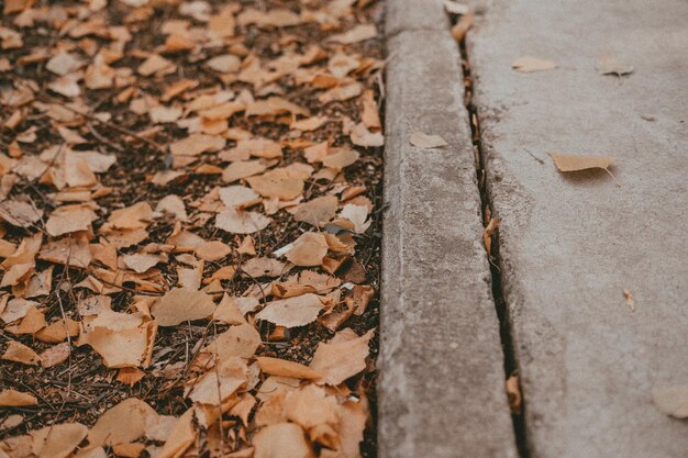 Autumn leaves on the ground asphalt and leaves street cleaning