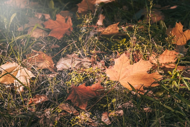 Autumn leaves on the ground in the rays of sunlight