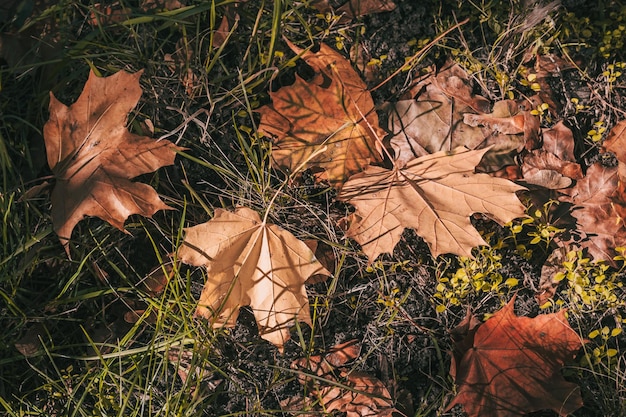 Autumn leaves on the ground in the rays of sunlight