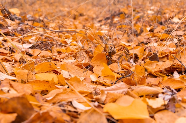 autumn leaves on the ground