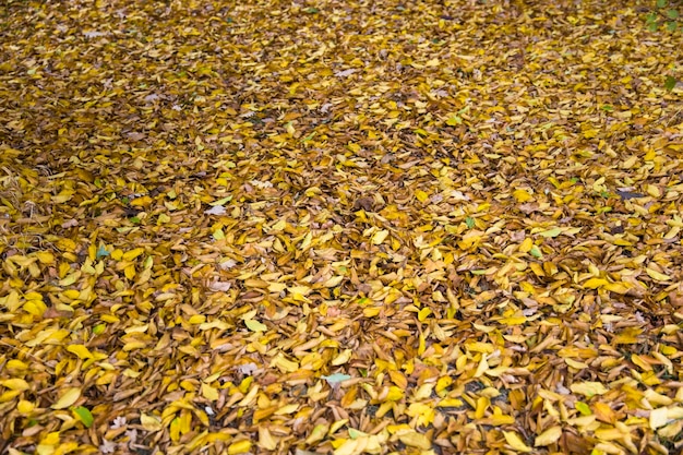 Autumn leaves on the ground