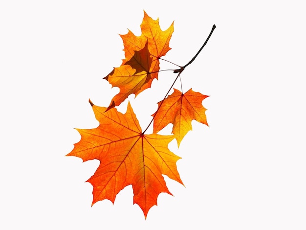 Autumn Leaves Images with white background