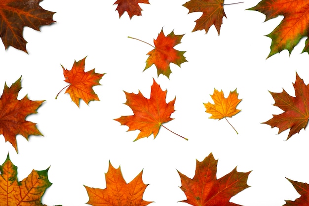 Autumn leaves isolate background red and yellow maple leaves in autumn on a blank white background h...