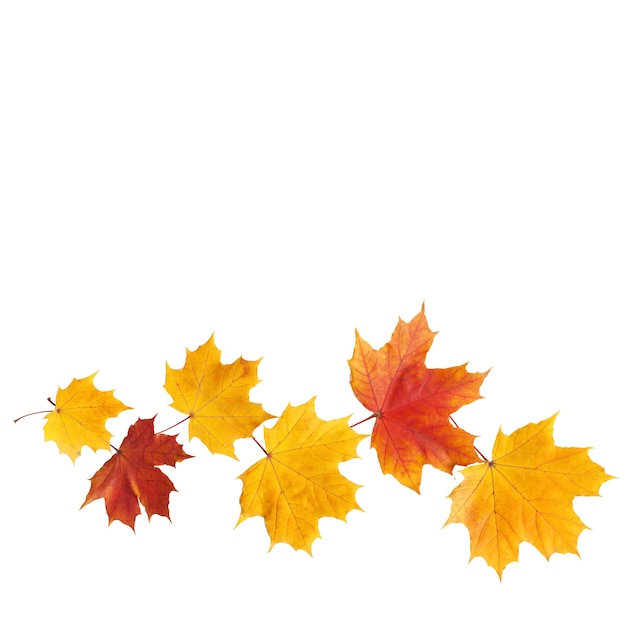 Autumn leaves isolated on a white background