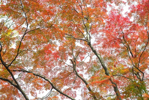 Autumn leaves of Japanese maple (Momiji) background