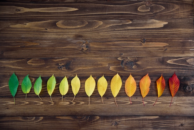 Autumn leaves laid out in a strip passes from green to red on a wooden background. The concept of changing the season.