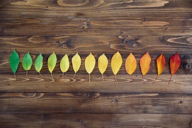 Autumn leaves laid out in a strip passes from green to red on a wooden background