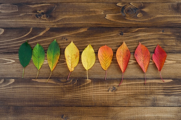 Autumn leaves laid out in a strip passes from green to red on a wooden background