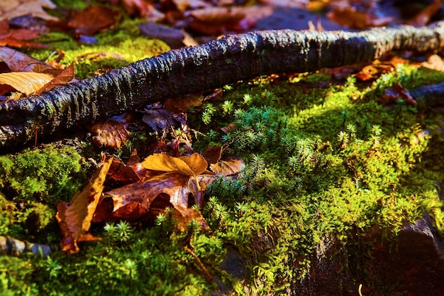 Autumn Leaves and Moss on Forest Floor Hungarian Falls Ground View